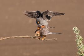 Kobczyk zwyczajny - Falco vespertinus - Red-footed Falcon