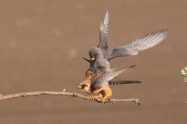 Kobczyk zwyczajny - Falco vespertinus - Red-footed Falcon