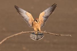 Kobczyk zwyczajny - Falco vespertinus - Red-footed Falcon