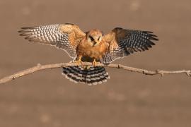 Kobczyk zwyczajny - Falco vespertinus - Red-footed Falcon