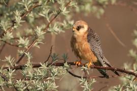 Kobczyk zwyczajny - Falco vespertinus - Red-footed Falcon