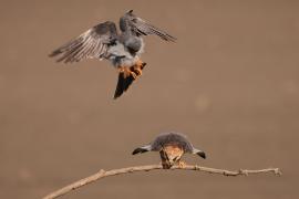 Kobczyk zwyczajny - Falco vespertinus - Red-footed Falcon