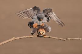 Kobczyk zwyczajny - Falco vespertinus - Red-footed Falcon