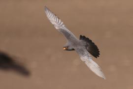 Kobczyk zwyczajny - Falco vespertinus - Red-footed Falcon