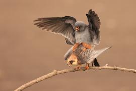 Kobczyk zwyczajny - Falco vespertinus - Red-footed Falcon