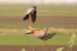 Kobczyk zwyczajny - Falco vespertinus - Red-footed Falcon