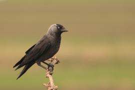 Kawka - Corvus monedula - Eurasian Jackdaw