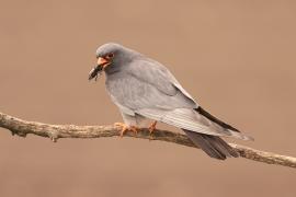 Kobczyk zwyczajny - Falco vespertinus - Red-footed Falcon