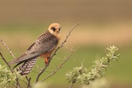 Kobczyk zwyczajny - Falco vespertinus - Red-footed Falcon