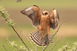 Kobczyk zwyczajny - Falco vespertinus - Red-footed Falcon