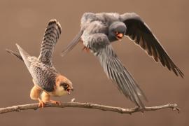 Kobczyk zwyczajny - Falco vespertinus - Red-footed Falcon