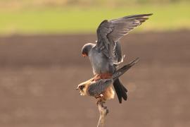 Kobczyk zwyczajny - Falco vespertinus - Red-footed Falcon