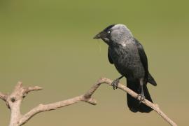 Kawka - Corvus monedula - Eurasian Jackdaw