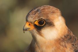 Kobczyk zwyczajny - Falco vespertinus - Red-footed Falcon