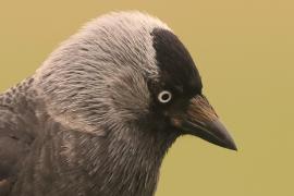 Kawka - Corvus monedula - Eurasian Jackdaw