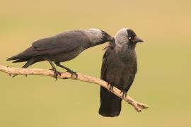 Kawka - Corvus monedula - Eurasian Jackdaw