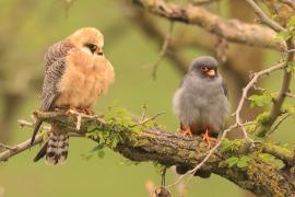 Kobczyk zwyczajny - Falco vespertinus - Red-footed Falcon