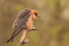 Kobczyk zwyczajny - Falco vespertinus - Red-footed Falcon