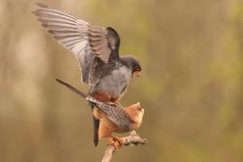 Kobczyk zwyczajny - Falco vespertinus - Red-footed Falcon