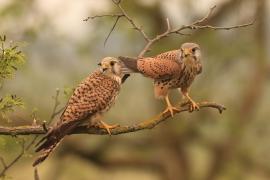 Pustułka zwyczajna - Falco tinnunculus - Common Kestrel