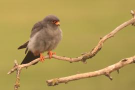 Kobczyk zwyczajny - Falco vespertinus - Red-footed Falcon