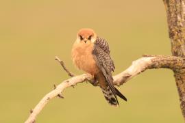 Kobczyk zwyczajny - Falco vespertinus - Red-footed Falcon