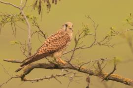 Pustułka zwyczajna - Falco tinnunculus - Common Kestrel