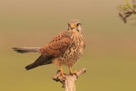 Pustułka zwyczajna - Falco tinnunculus - Common Kestrel