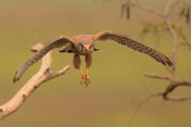 Pustułka zwyczajna - Falco tinnunculus - Common Kestrel