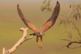 Pustułka zwyczajna - Falco tinnunculus - Common Kestrel