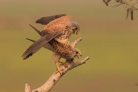 Pustułka zwyczajna - Falco tinnunculus - Common Kestrel