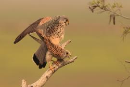 Pustułka zwyczajna - Falco tinnunculus - Common Kestrel