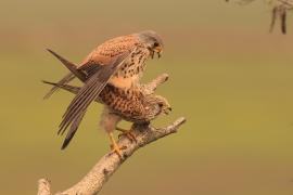 Pustułka zwyczajna - Falco tinnunculus - Common Kestrel
