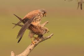 Pustułka zwyczajna - Falco tinnunculus - Common Kestrel