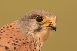 Pustułka zwyczajna - Falco tinnunculus - Common Kestrel