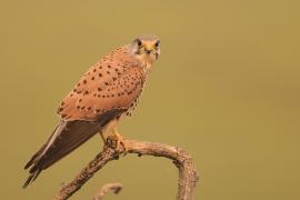 Pustułka zwyczajna - Falco tinnunculus - Common Kestrel