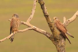 Pustułka zwyczajna - Falco tinnunculus - Common Kestrel