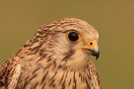 Pustułka zwyczajna - Falco tinnunculus - Common Kestrel