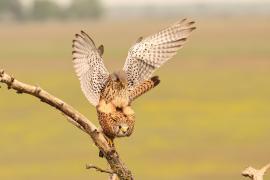 Pustułka zwyczajna - Falco tinnunculus - Common Kestrel