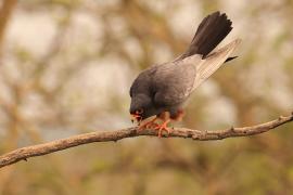 Kobczyk zwyczajny - Falco vespertinus - Red-footed Falcon