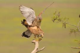 Pustułka zwyczajna - Falco tinnunculus - Common Kestrel