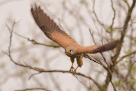 Pustułka zwyczajna - Falco tinnunculus - Common Kestrel