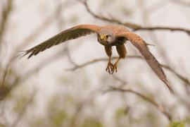 Pustułka zwyczajna - Falco tinnunculus - Common Kestrel