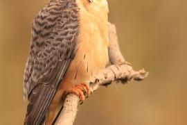 Kobczyk zwyczajny - Falco vespertinus - Red-footed Falcon