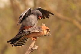 Kobczyk zwyczajny - Falco vespertinus - Red-footed Falcon