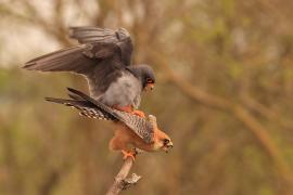 Kobczyk zwyczajny - Falco vespertinus - Red-footed Falcon