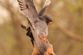 Kobczyk zwyczajny - Falco vespertinus - Red-footed Falcon