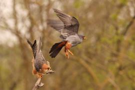 Kobczyk zwyczajny - Falco vespertinus - Red-footed Falcon