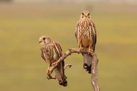 Pustułka zwyczajna - Falco tinnunculus - Common Kestrel