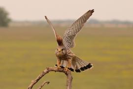 Pustułka zwyczajna - Falco tinnunculus - Common Kestrel